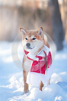 Shiba Inu dog in winter