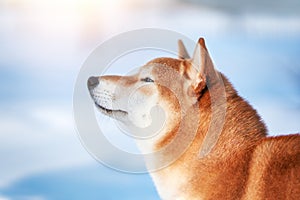 Shiba Inu dog in winter