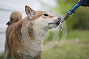 The Shiba Inu is eating water from a hose in the grass.  Japanese dog in garden