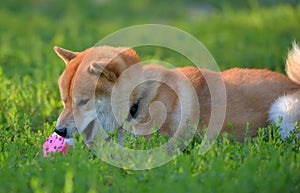 Shiba inu gnaws a toy