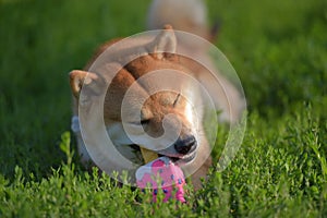 Shiba inu gnaws a toy