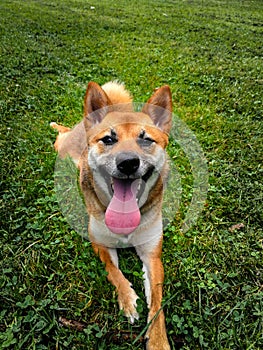 Shiba inu - happy dog with a big tounge. looking camera front