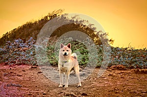 Shiba inu on a hiking trail