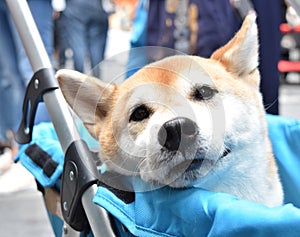 Shiba Inu Japanese dog is sitting in baby carriage, smiling softly