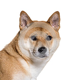 Shiba Inu looking at camera in close up against white background
