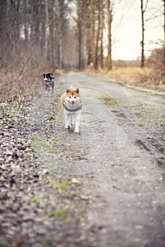 A berg der Hund laufen 