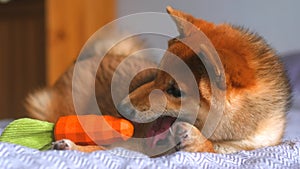 Shiba Inu nibbling on a toy