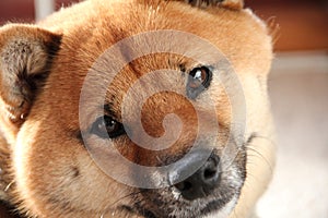 Shiba-Inu Pet Dog