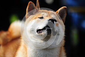 Shiba-Inu Pet Dog