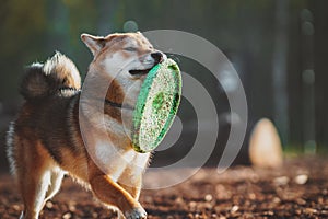 Shiba Inu plays