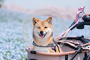 shiba inu portrait with blur nemophila and sakura blossom photo