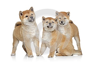 Shiba inu puppies portrait