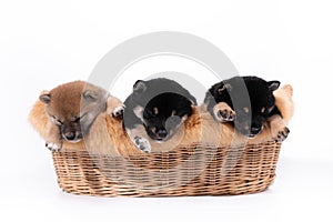 Shiba inu puppies Sleeping on the basket