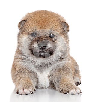 Shiba Inu puppy