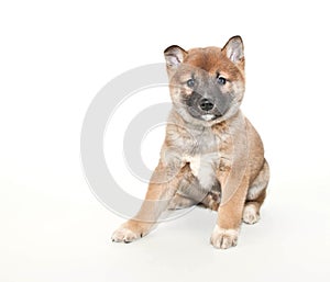 Shiba inu Puppy