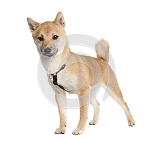 Shiba inu puppy (4 months old)