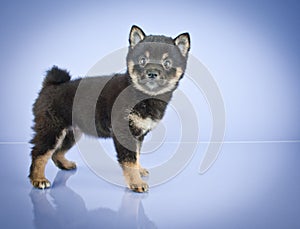 Shiba Inu Puppy