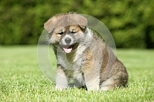 Shiba inu puppy on a green lawn