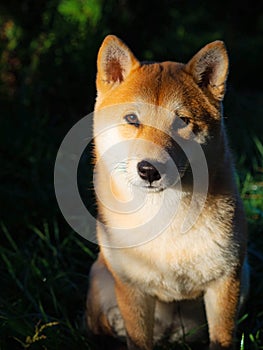 Shiba Inu puppy looks like a little fox