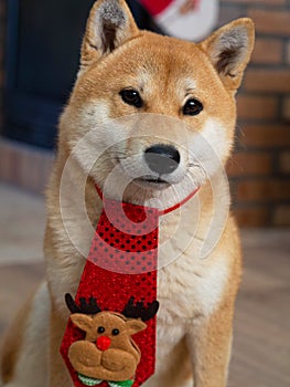 Shiba Inu puppy looks like a little fox