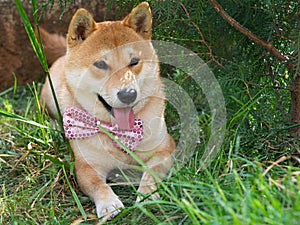 Shiba Inu puppy looks like a little fox