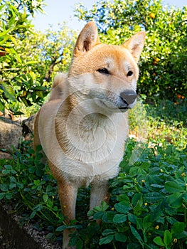 Shiba Inu puppy looks like a little fox