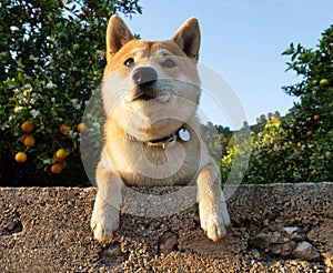 Shiba Inu puppy looks like a little fox