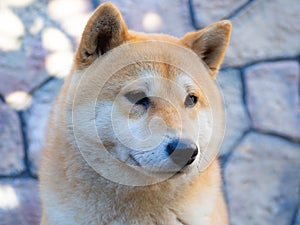 Shiba Inu puppy looks like a little fox