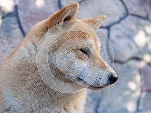 Shiba Inu puppy looks like a little fox