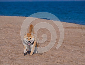 Shiba Inu puppy looks like a little fox