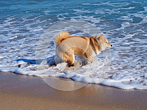 Shiba Inu puppy looks like a little fox