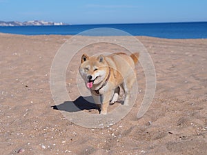 Shiba Inu puppy looks like a little fox