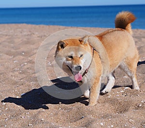 Shiba Inu puppy looks like a little fox