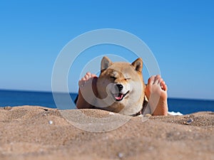 Shiba Inu puppy looks like a little fox