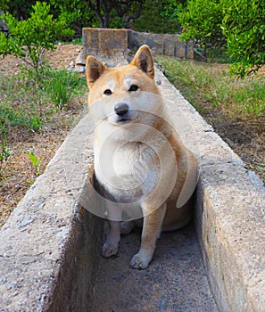 Shiba Inu puppy looks like a little fox