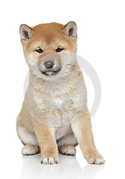 Shiba inu puppy portrait