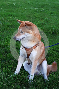 Shiba inu puppy portrait on grass