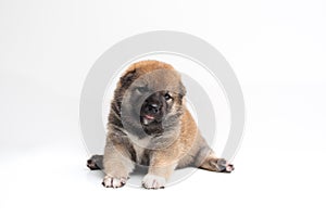 A Shiba Inu puppy sitting on a white background