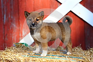 Shiba Inu puppy standing on hay bale