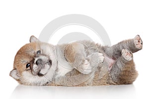 Shiba Inu puppy on white background