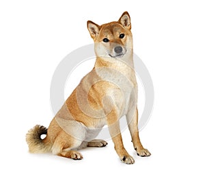 Shiba inu purebred dog