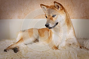Shiba inu dog lying on a fur rug