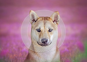 Shiba Inu Scarlett