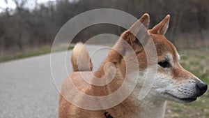 Shiba Inu Serenity: Adorable Japanese Puppy Enjoying a Leisurely Stroll