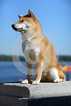 Shiba Inu sits at river coast