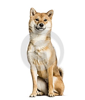 Shiba Inu sitting against white background