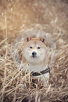 Shiba inu in grain field