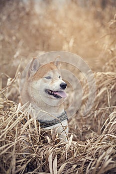 Shiba inu sitting in high gras