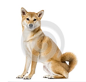 Shiba Inu sitting, ,3 years old