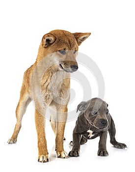 Shiba inu and staffie